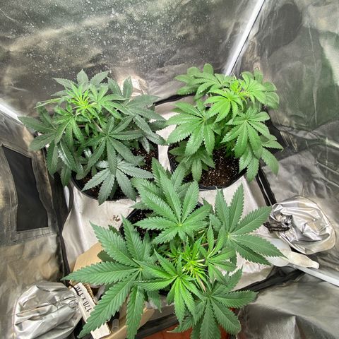 Lemon ram growlog timeline photo