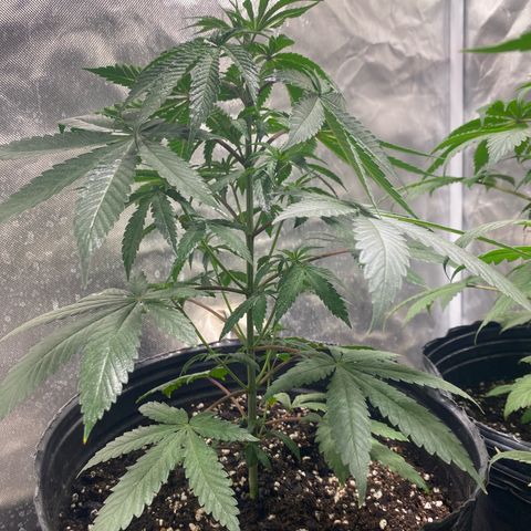 Lemon ram growlog timeline photo