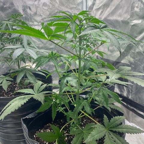 Lemon ram growlog timeline photo