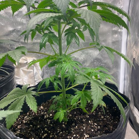 Lemon ram growlog timeline photo