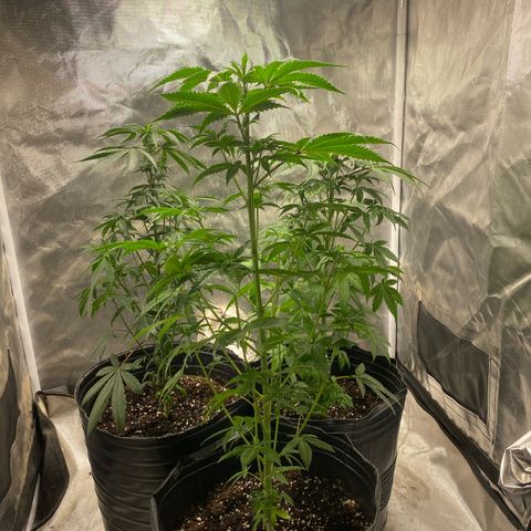 Lemon ram growlog timeline photo