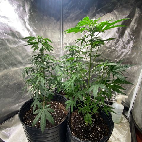 Lemon ram growlog timeline photo