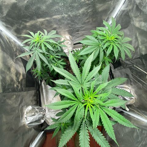 Lemon ram growlog timeline photo