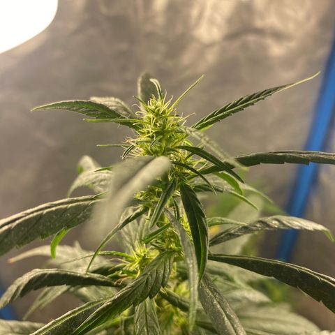 Lemon ram growlog timeline photo