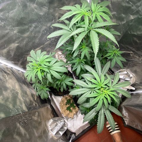 Lemon ram growlog timeline photo
