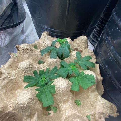 Lemon ram growlog photo: Esquejes