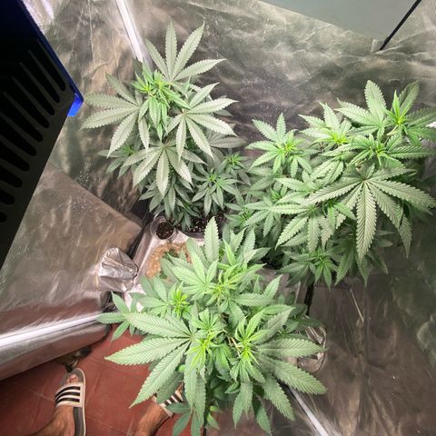 Lemon ram growlog timeline photo