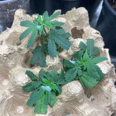 Lemon ram growlog timeline photo