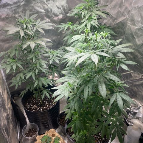 Lemon ram growlog timeline photo
