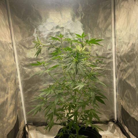 Lemon ram growlog timeline photo