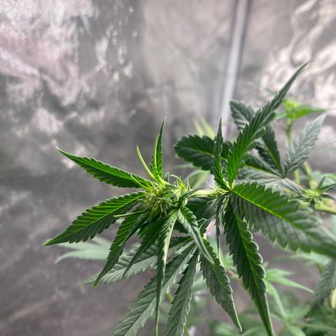 Lemon ram growlog timeline photo