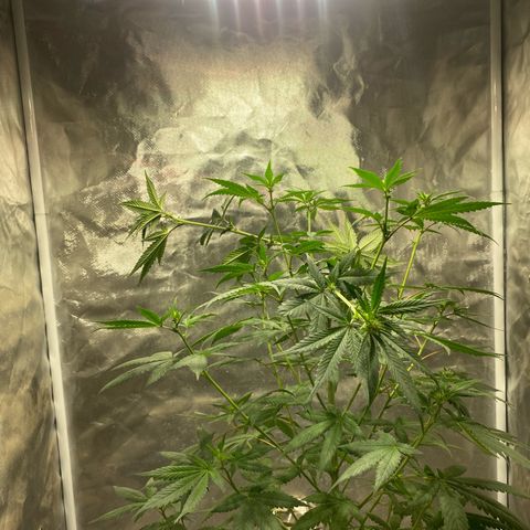 Lemon ram growlog timeline photo