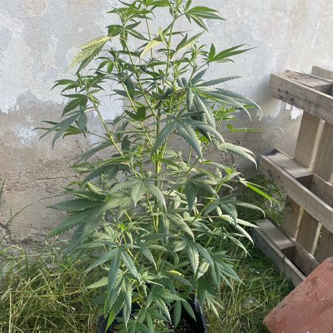 Lemon ram growlog photo: Las de afuera 