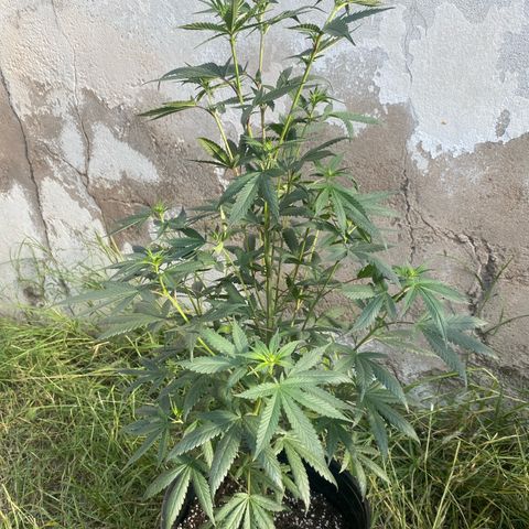 Lemon ram growlog photo: Las de afuera 