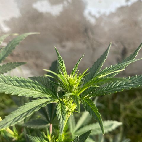 Lemon ram growlog photo: Las de afuera 