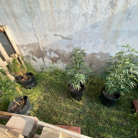 Lemon ram growlog photo: Las de afuera 