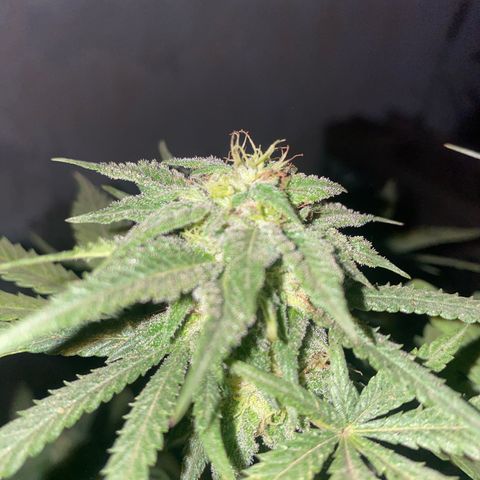 Lemon ram growlog timeline photo