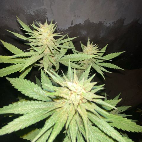 Lemon ram growlog timeline photo
