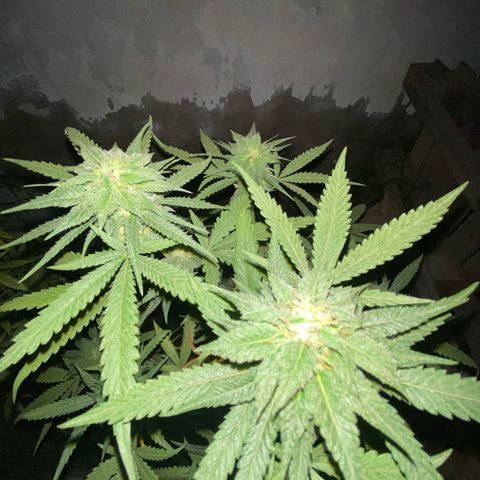 Lemon ram growlog timeline photo
