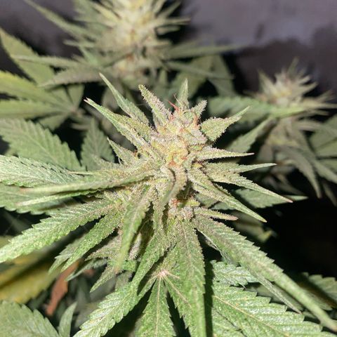 Lemon ram growlog timeline photo