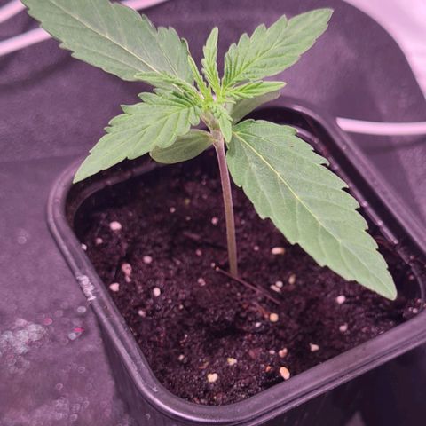 Flenzisjanie  growlog timeline photo