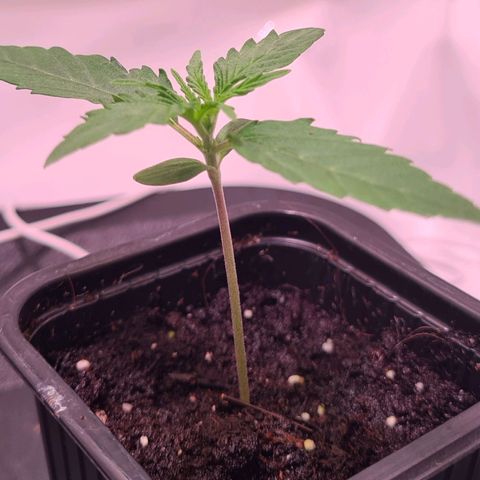 Flenzisjanie  growlog timeline photo