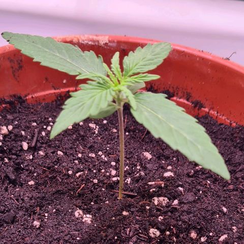 Flenzisjanie  growlog timeline photo