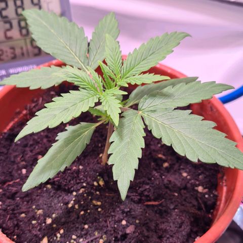 Flenzisjanie  growlog timeline photo