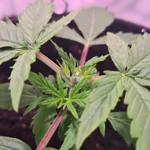 Flenzisjanie  growlog timeline photo
