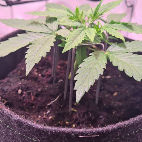 Flenzisjanie  growlog timeline photo