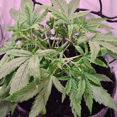 Flenzisjanie  growlog timeline photo
