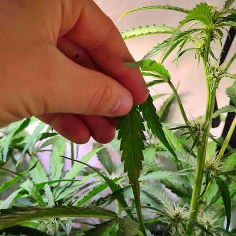 Flenzisjanie  growlog photo: Brown spots on top leafs. First guess: sulfur deficiency