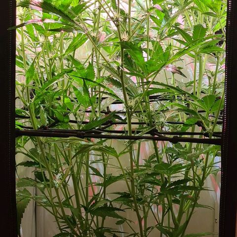 Flenzisjanie  growlog timeline photo