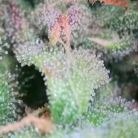 Flenzisjanie  growlog timeline photo