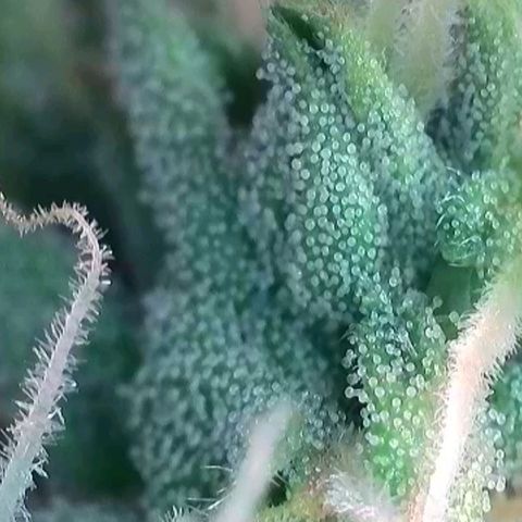 Flenzisjanie  growlog timeline photo