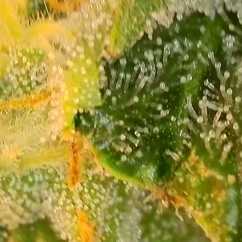 Flenzisjanie  growlog timeline photo