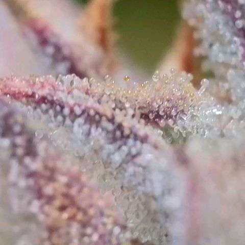 Flenzisjanie  growlog timeline photo