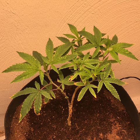 Alien xkittlez growlog photo: Watered with molasses.