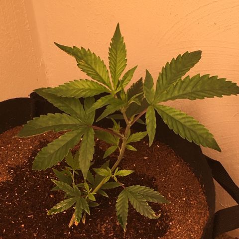 Alien xkittlez growlog photo: Watered with molasses.