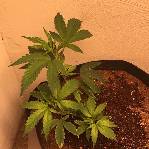 Alien xkittlez growlog photo: Watered with molasses.