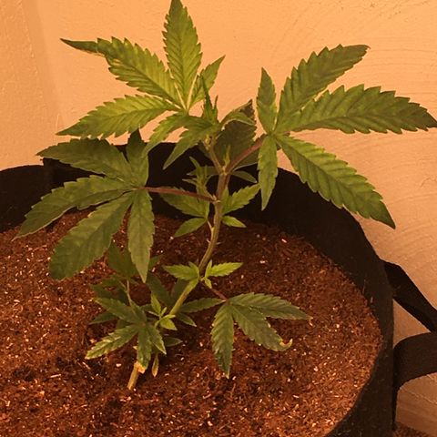 Alien xkittlez growlog photo: Closet Grow