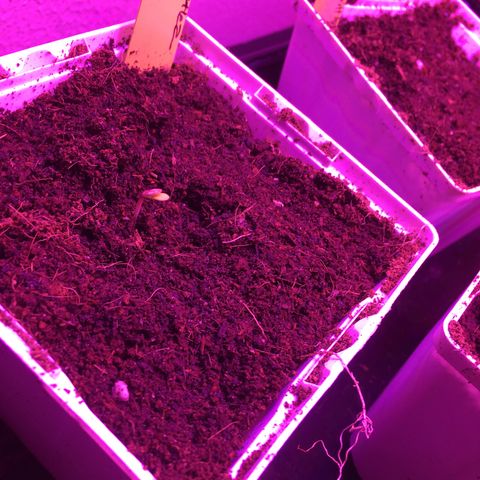 Alien xkittlez growlog photo: Back first one popped one alien xkittlez