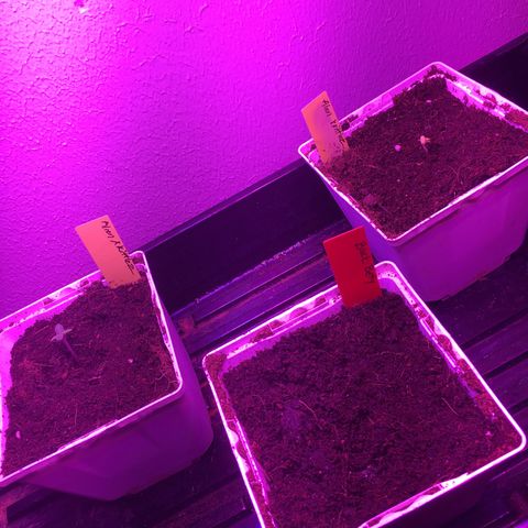 Alien xkittlez growlog photo: Second alien xkittlez popped