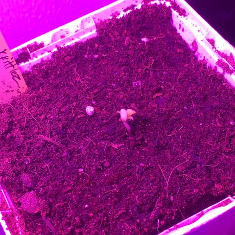 Alien xkittlez growlog photo: Second alien xkittlez popped