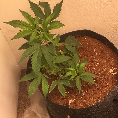 Alien xkittlez growlog photo: Headed yesterday 