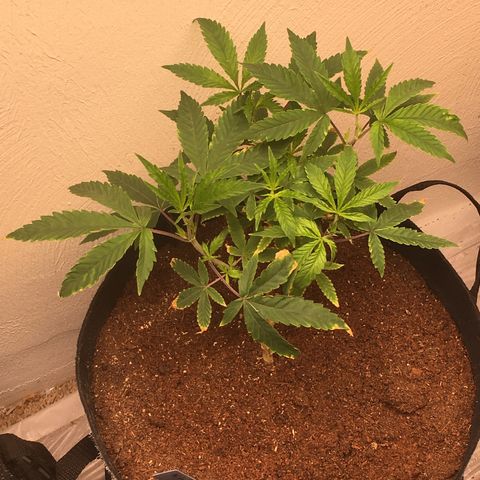 Alien xkittlez growlog photo: Headed yesterday 