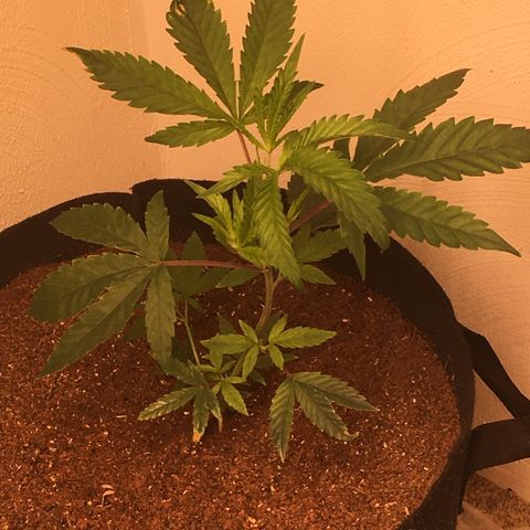 Alien xkittlez growlog photo: Headed yesterday 