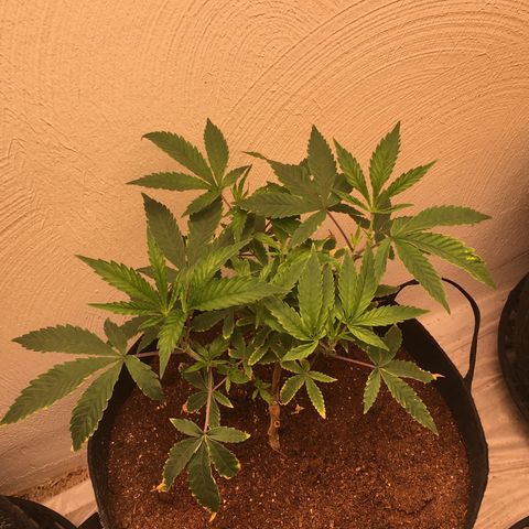 Alien xkittlez growlog timeline photo