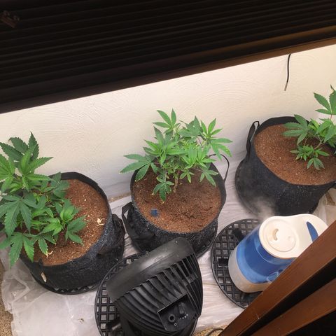 Alien xkittlez growlog timeline photo