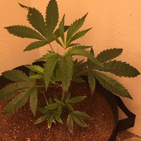 Alien xkittlez growlog timeline photo